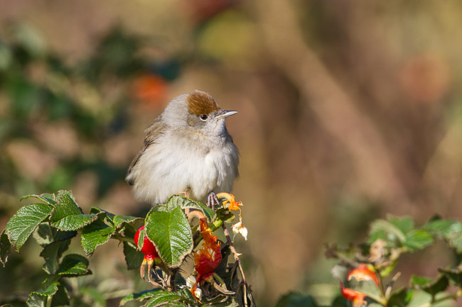 Blackcap (Sylvia atricapilla), Virkie, Mainland Shetland