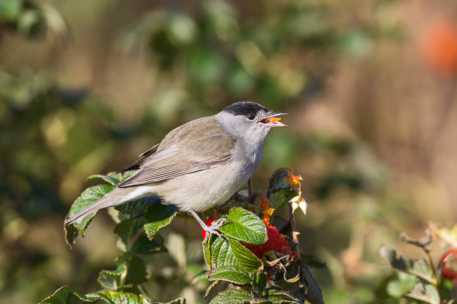 Male Blackcap (Sylvia artricapilla), Virkie, Mainland, Shetland