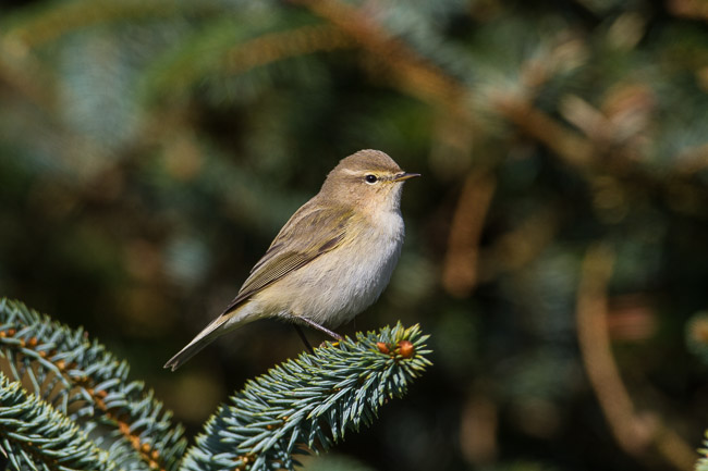 Siberian Chiffchaff (Phylloscopus (collybita) tristis), Isbister, Mainland Shetland