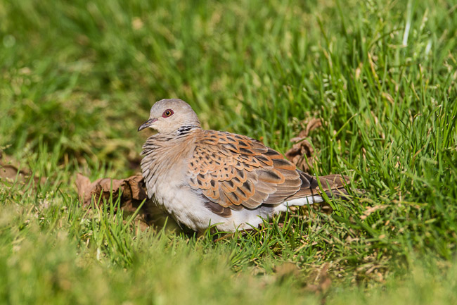 Turtle Dove, Collafirth, Mainland Shetland