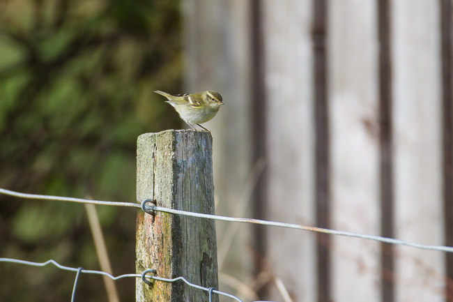 Yellow-browed Warbler, Levenwick, Mainland Shetland