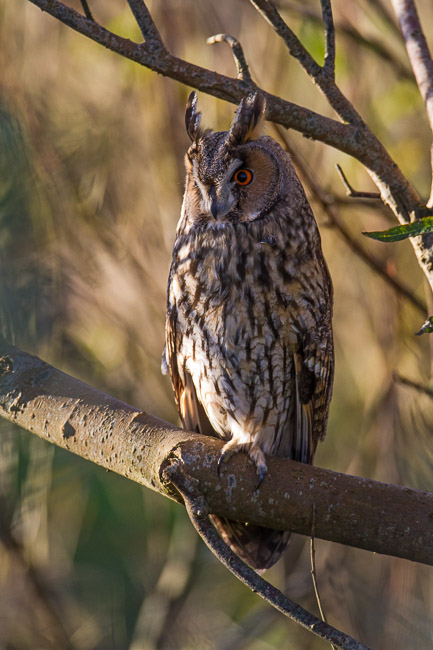 Long-eared Owl (Asio otus), Mainland Shetland