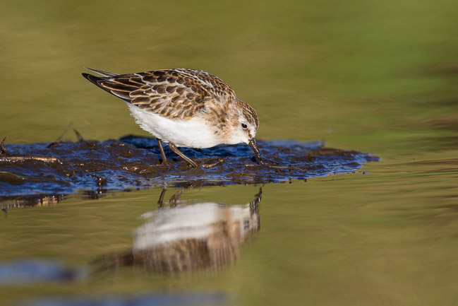 Little Stint, Toab, Mainland Shetland