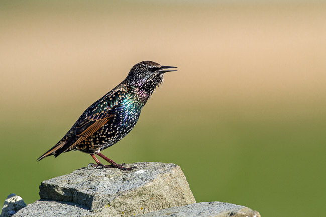 Starling singing, Noness, Mainland Shetland