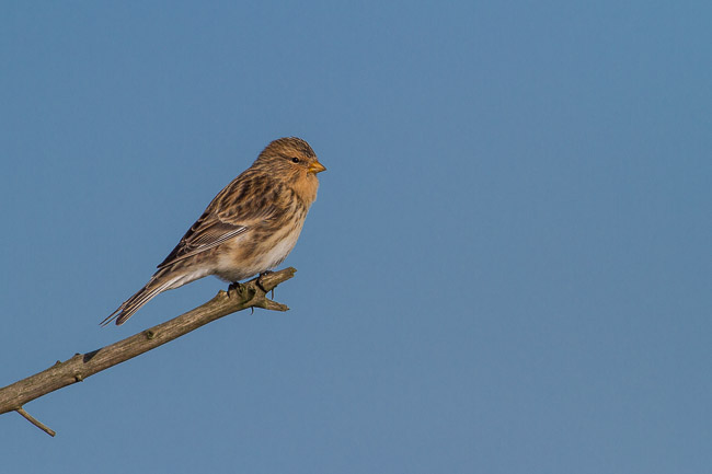 Twite, Noness, Mainland Shetland