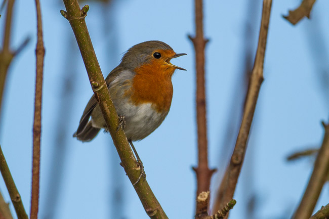 Robin singing, Quendale, Mainland Shetland