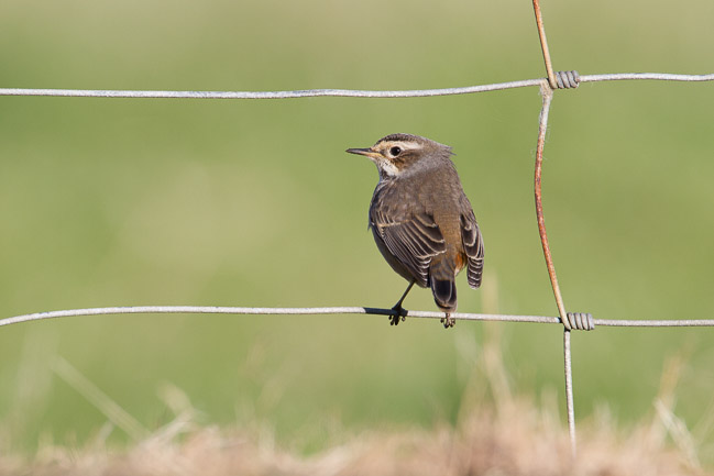 Bluethroat, Levenwick, Mainland Shetland