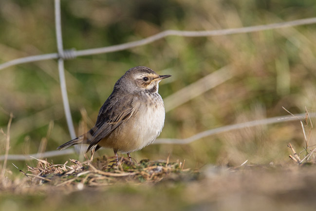Bluethroat, Levenwick, Mainland Shetland