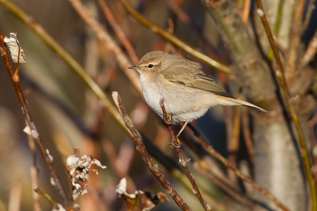Siberian Chiffchaff (Phylloscopus (collybita) tristis), Spiggie, Mainland Shetland
