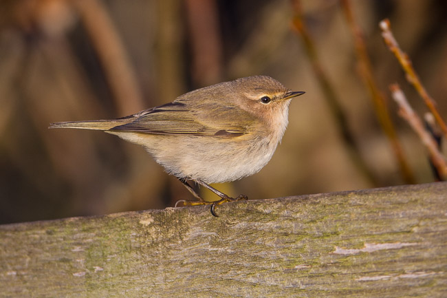 Siberian Chiffchaff (Phylloscopus (collybita) tristis), Spiggie, Mainland Shetland