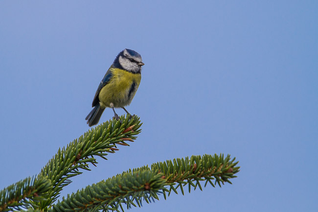 Blue Tit, Hoswick, Mainland Shetland