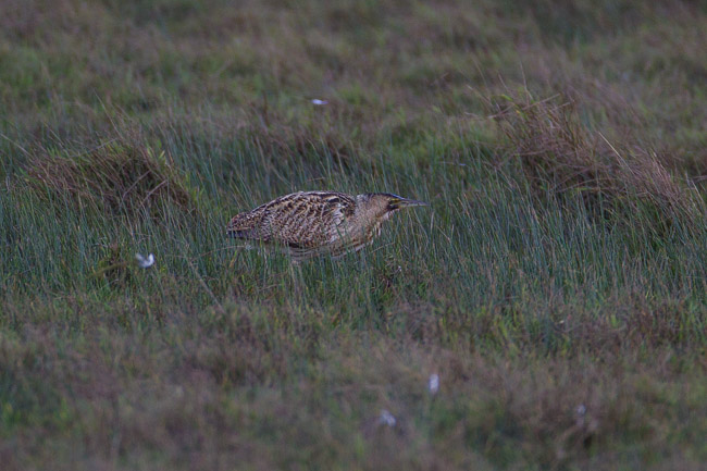 Bittern, Spiggie Loch, Mainland Shetland