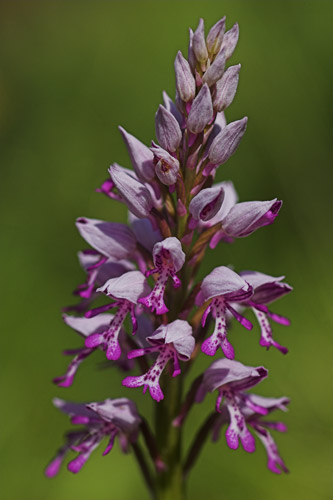 Military Orchids