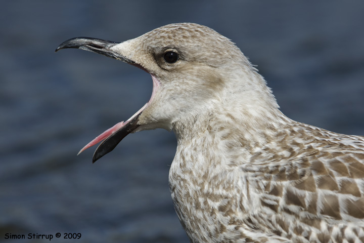 Juvenile Yellow-legged Gull