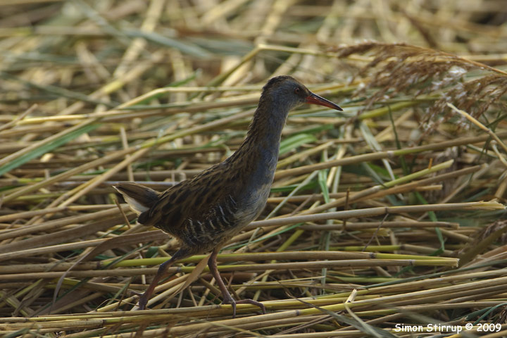 Water Rail