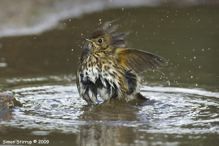 Song Thrush