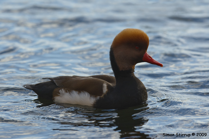 Red-crested Pochard