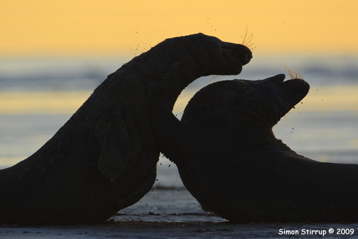 Male Grey Seals fighting