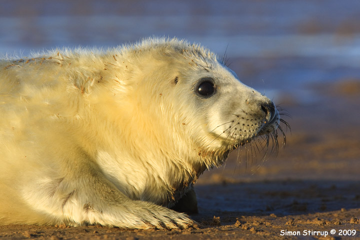 Grey Seal pup
