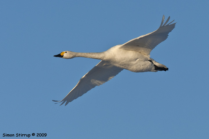 Bewick's Swan