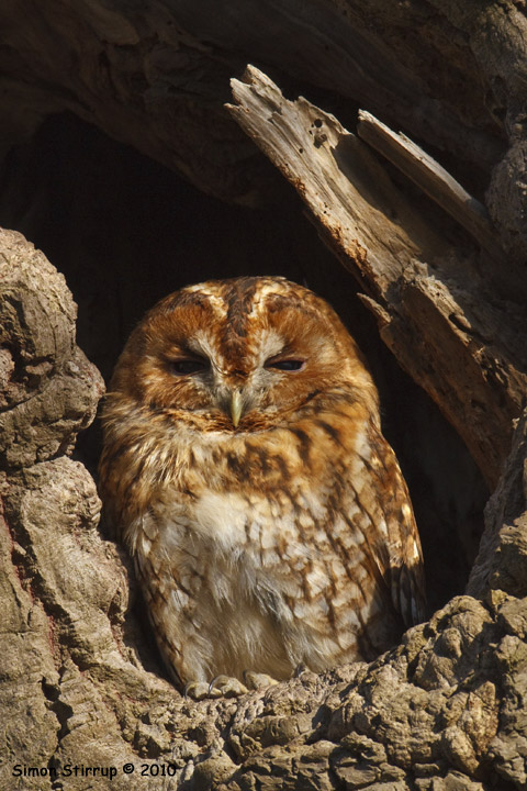 Tawny Owl