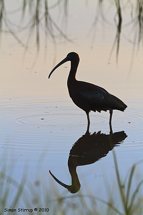 Glossy Ibis