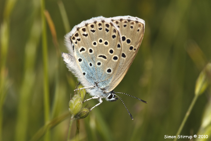 Large Blue