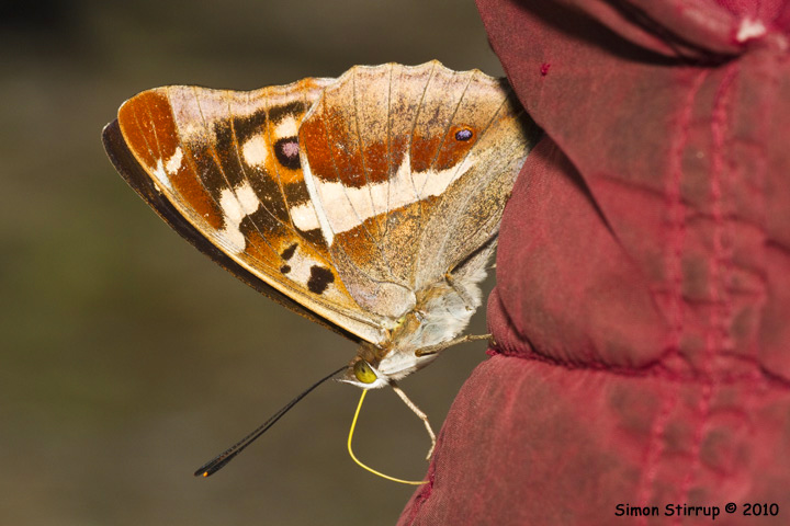 Purple Emperor
