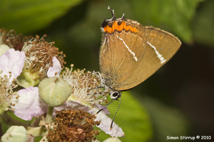 White-letter Hairstreak