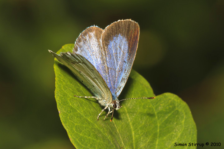 Holly Blue