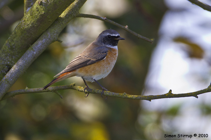 Male Redstart