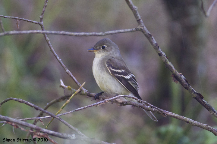 Alder Flycatcher