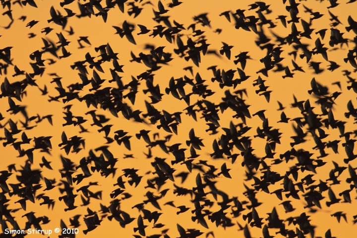 Flock of Starlings