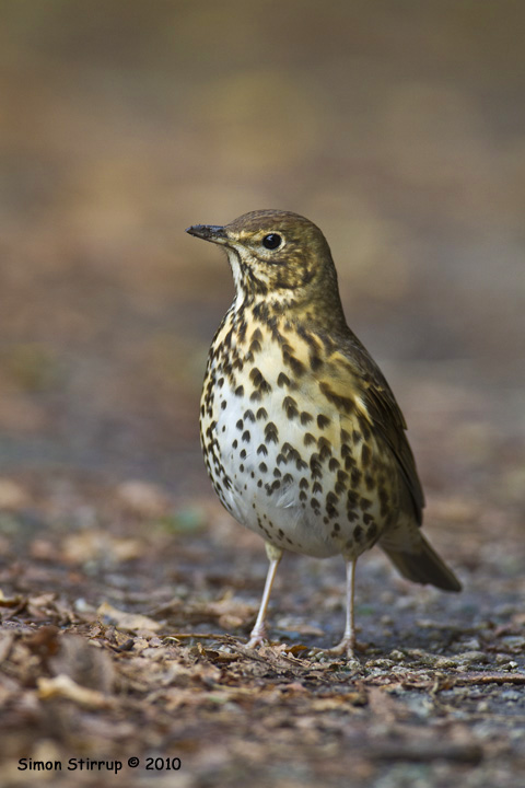 Song Thrush