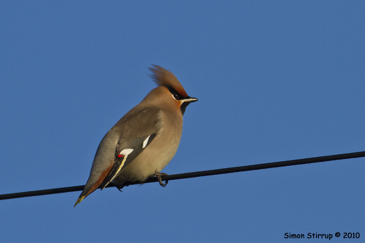 Waxwing