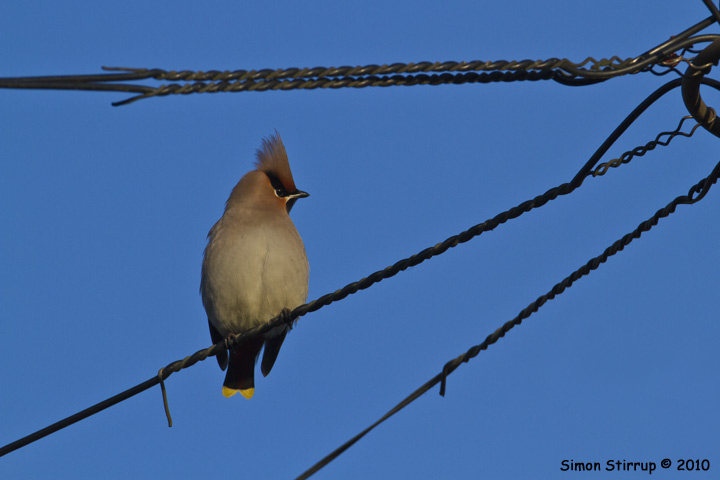 Waxwing