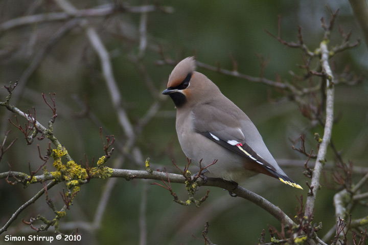 Waxwing