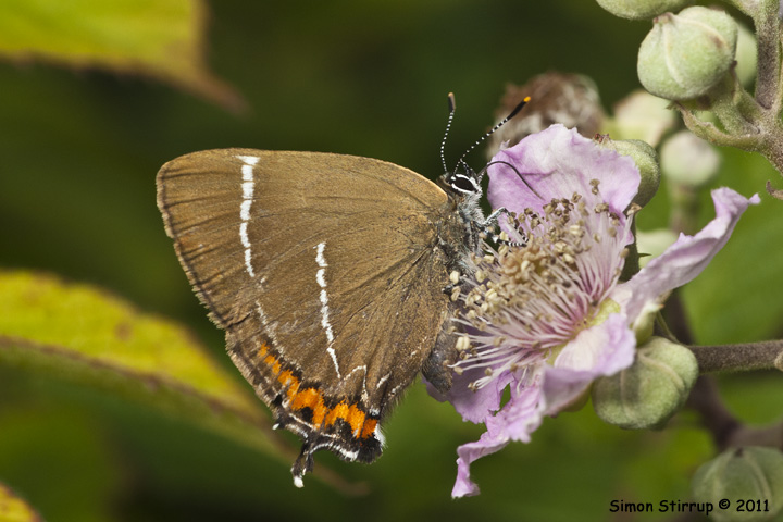 White-letter Hairstreak
