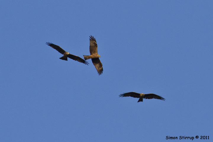 Black Kites