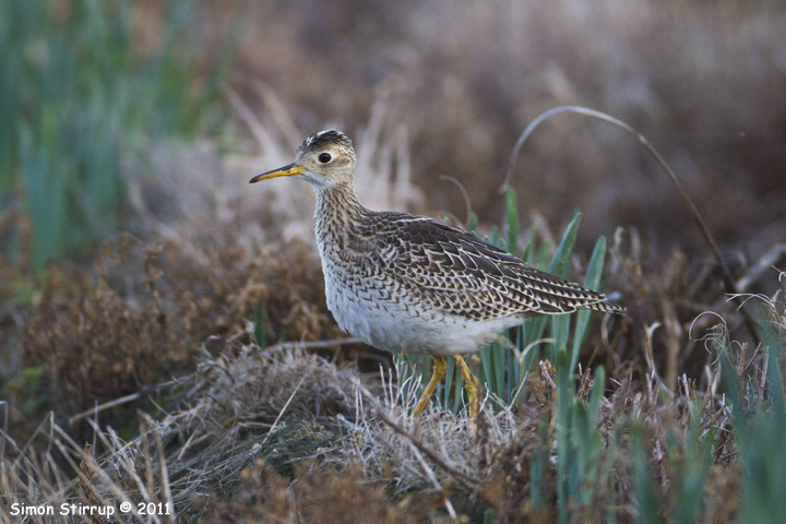 Upland Sandpiper