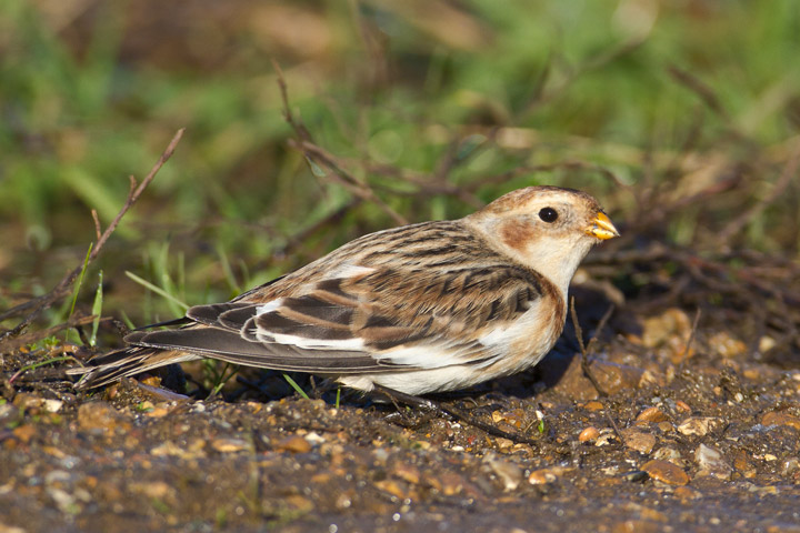 Snow Bunting