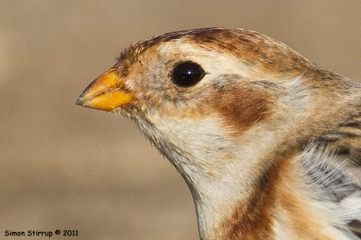 Snow Bunting
