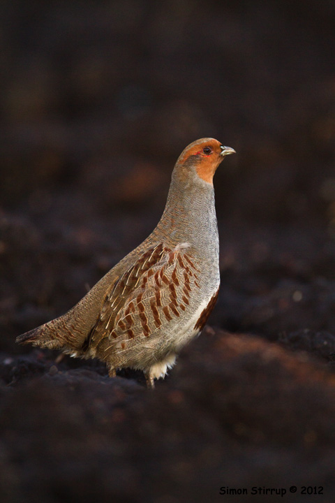 Grey Partridge
