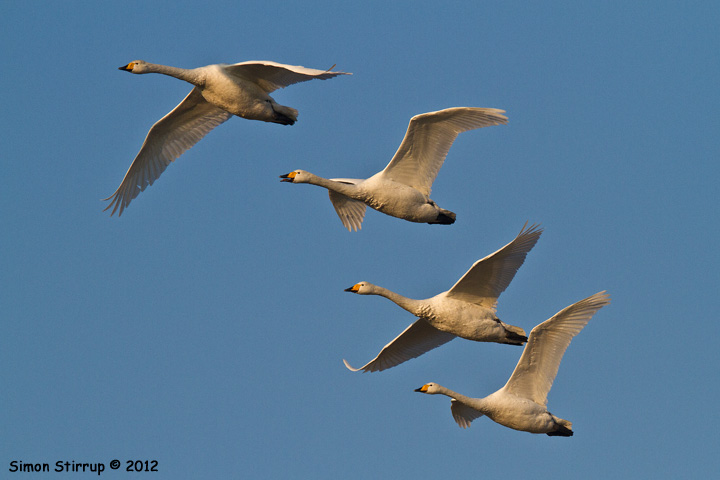 Whooper Swans
