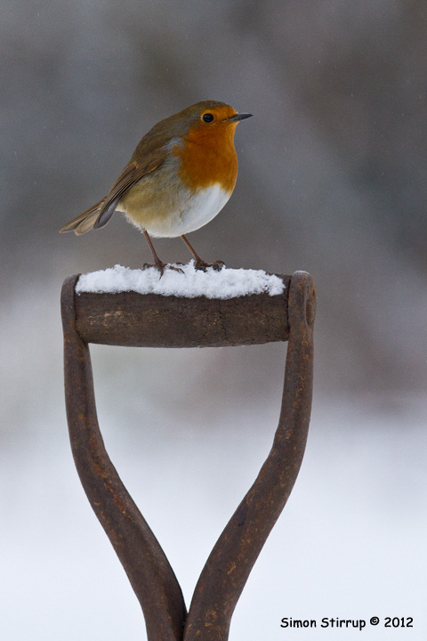 Robin