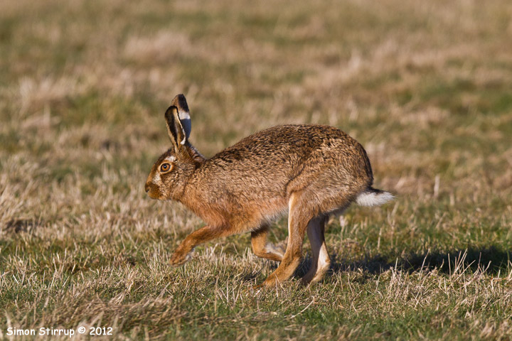 Brown Hare running