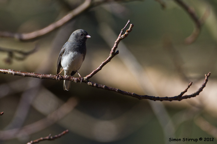 Male Slate-coloured Junco