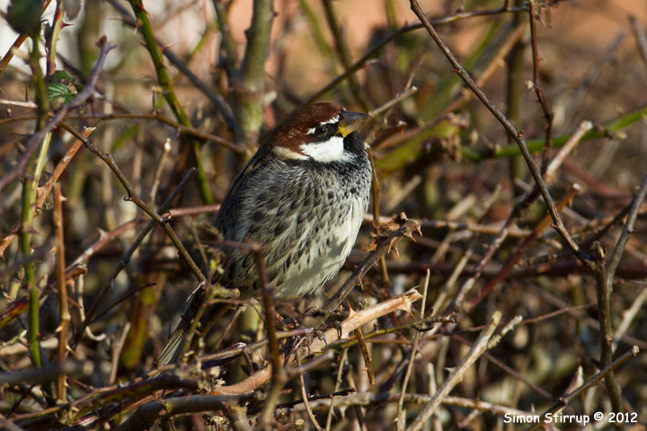 Male Spanish Sparrow