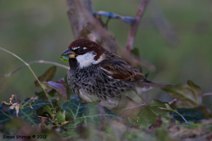 Male Spanish Sparrow