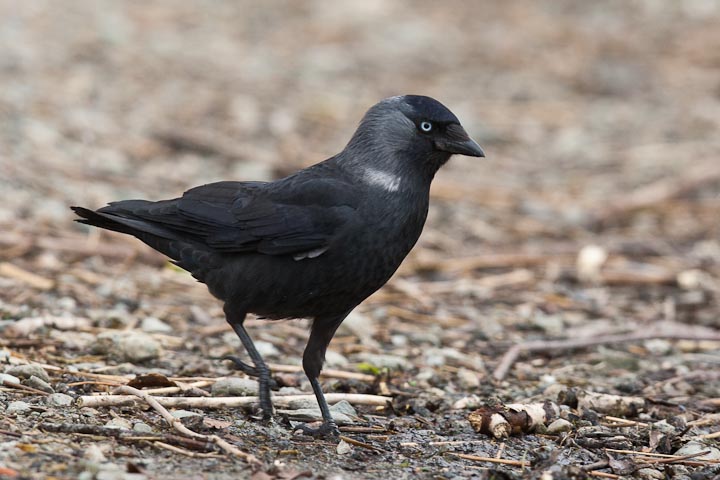 'Nordic' Jackdaw